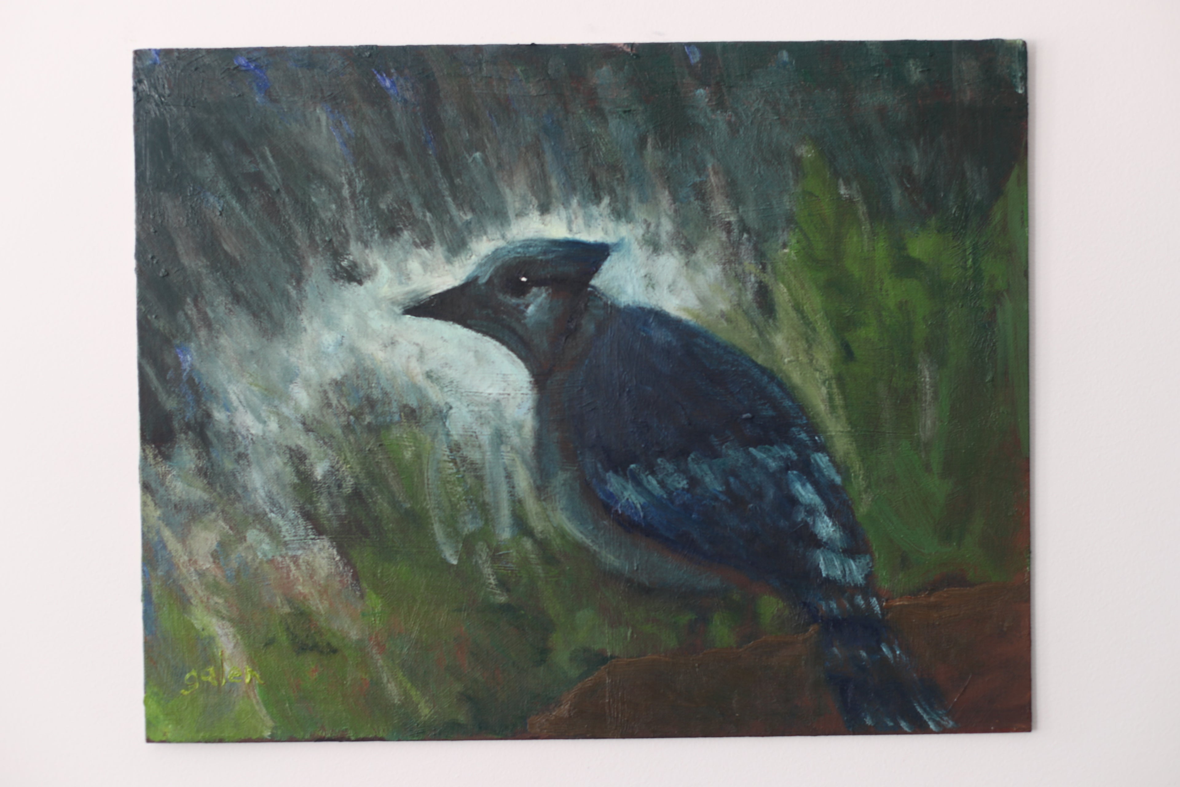 "Bluejay in a Cedar"